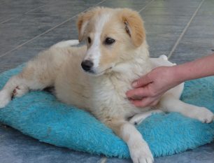 Γιάτρεψαν τον σκύλο που βρέθηκε χτυπημένος από αυτοκίνητο στην Σαρωνίδα Αττικής